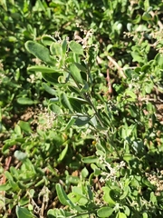 Chenopodium baccatum
