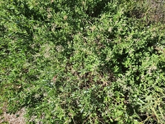 Chenopodium baccatum