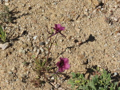 Diascia tanyceras