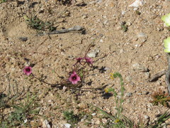Diascia tanyceras