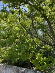 Robinia pseudoacacia
