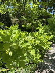Robinia pseudoacacia