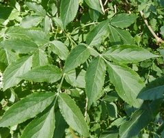Sambucus nigra nigra