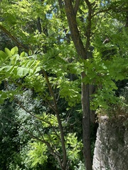 Robinia pseudoacacia