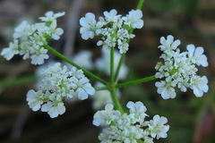 Torilis arvensis neglecta