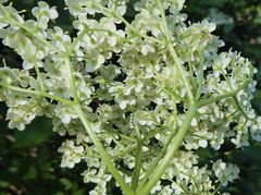 Sambucus nigra nigra