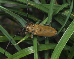Apriona flavescens