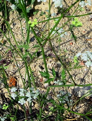 Torilis arvensis neglecta