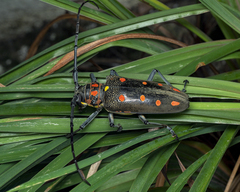 Batocera parryi
