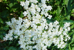 Sambucus nigra nigra