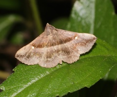 Hadennia jutalis