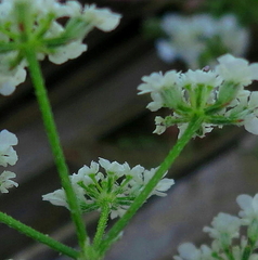 Torilis arvensis neglecta