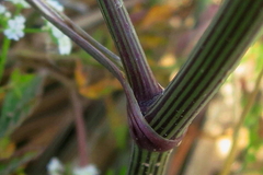 Torilis arvensis neglecta