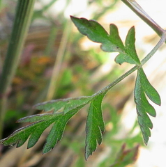 Torilis arvensis neglecta