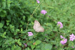 Junonia atlites