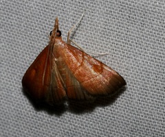 Hemiscopis sanguinea