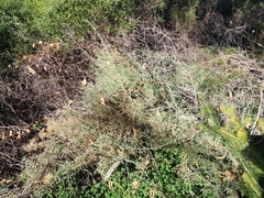 Acanthocarpus preissii