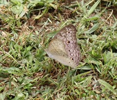 Junonia atlites