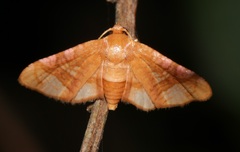 Hypolamprus