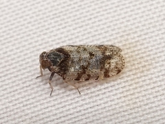 Tachycixius pilosus