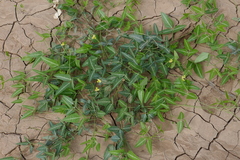 Vigna lanceolata
