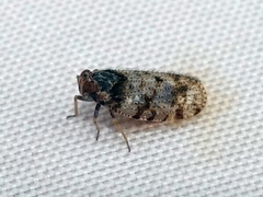 Tachycixius pilosus