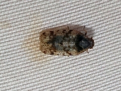 Tachycixius pilosus