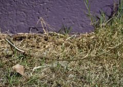 Lophognathus gilberti