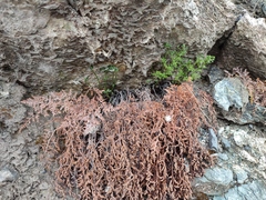 Asplenium cuneifolium