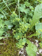 Alchemilla glabra
