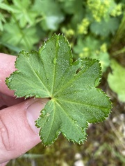 Alchemilla glabra