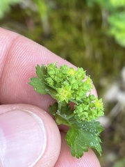 Alchemilla glabra