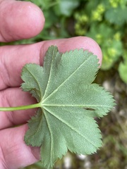 Alchemilla glabra