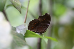 Junonia hedonia