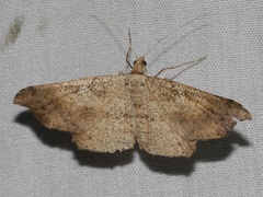 Ozola minor