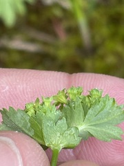 Alchemilla glabra