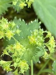 Alchemilla glabra