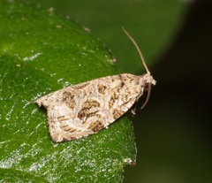 Phaecasiophora