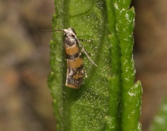Promalactis lobatifera