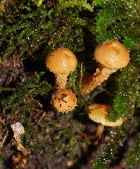 Pholiota squarrosipes