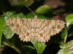 Racotis boarmiaria