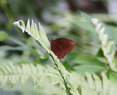 Elymnias hypermnestra