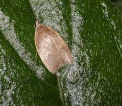 Scythropiodes