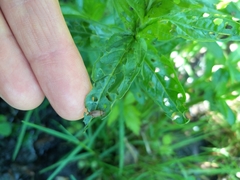 Galerucella calmariensis