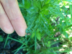 Galerucella calmariensis