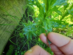 Galerucella calmariensis