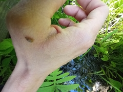 Galerucella calmariensis