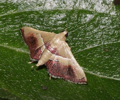 Endotricha repandalis