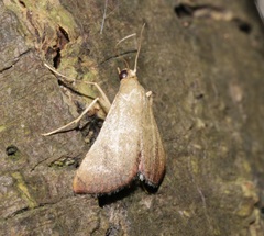 Endotricha theonalis