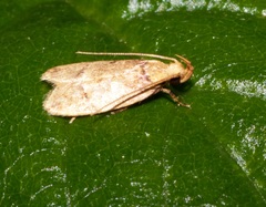 Gelechiidae